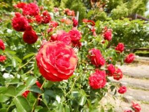 クラス外出（西山公園）